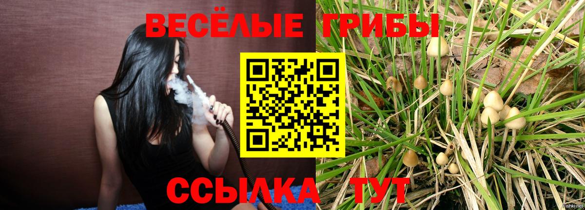 как найти   Егорьевск  Псилоцибиновые грибы MAGIC MUSHROOMS  Псилоцибиновые грибы Psilocybine cubensis 